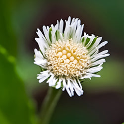 Bhringraj