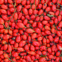 Rosehip