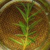 Rosemary Oil