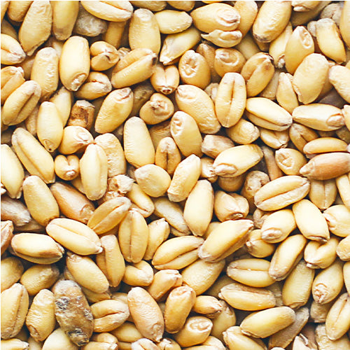 Wheat Germ Oil
